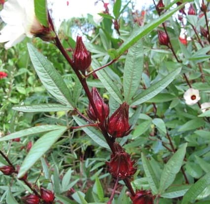 Gambar Rosella