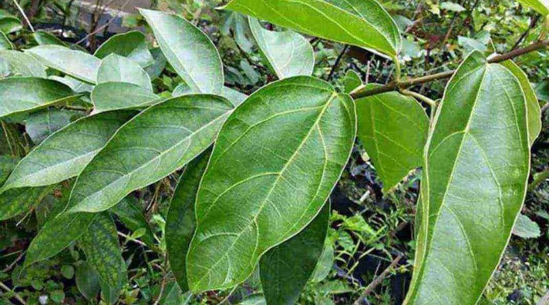 Gambar Cincau