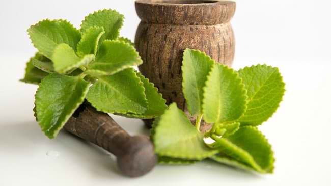 Gambar Daun Jinten - Gambar 1